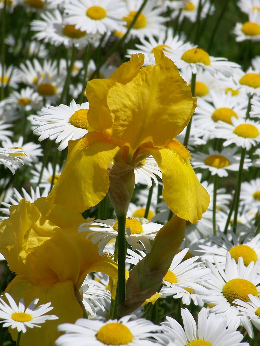 Yellow, Iris, Daisy, Daisies, Spring, flowers, nature, plant HD wallpaper
