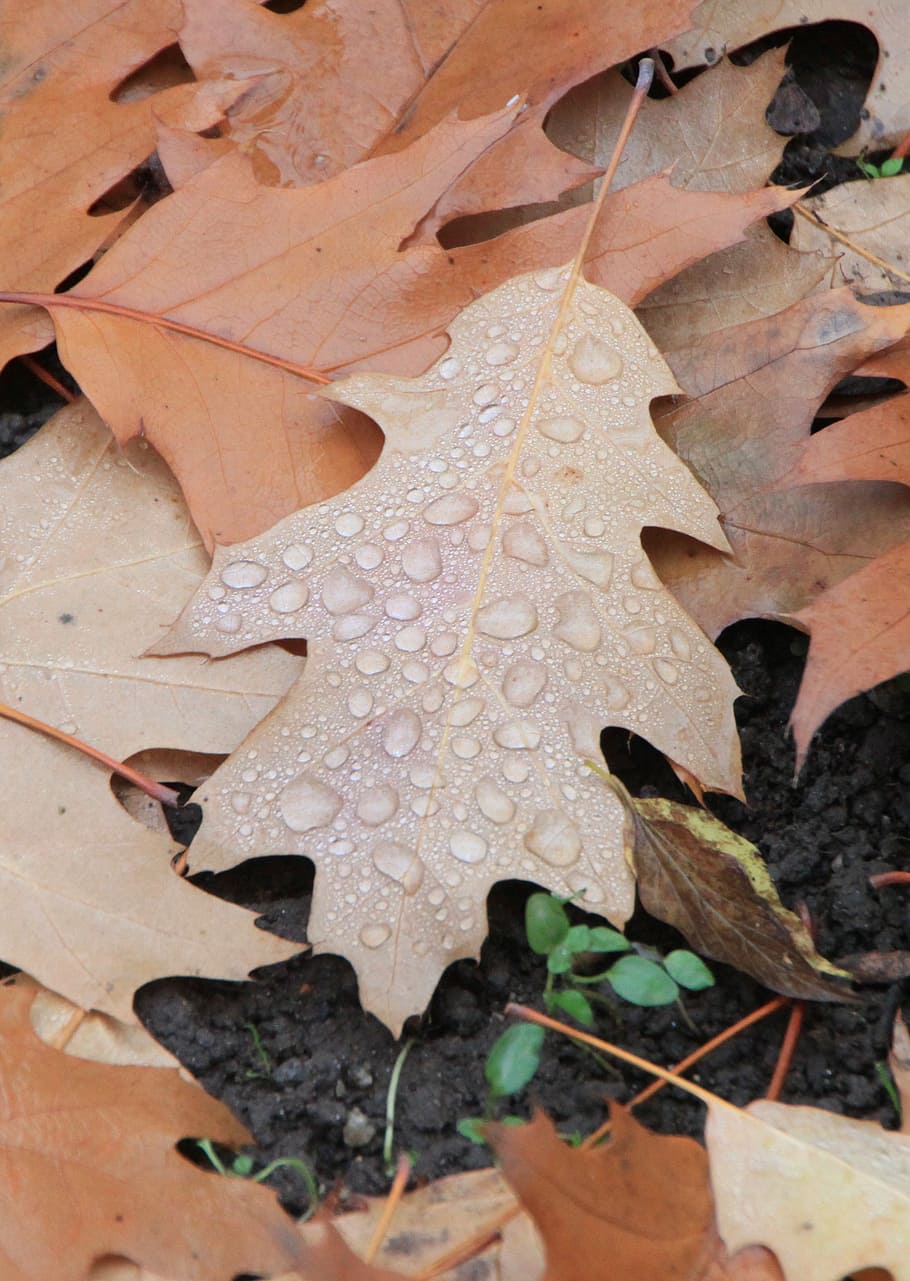 water, droplets, leaf, fallen, autumn, leaves, autumn leaves HD wallpaper