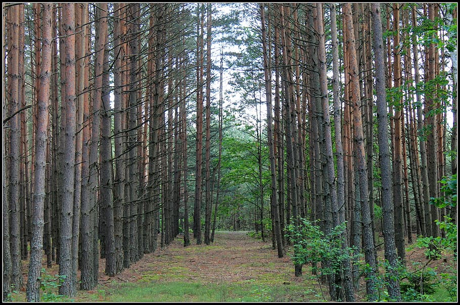 forest, tree, view, nature, foliage, green, plant, forest road HD wallpaper