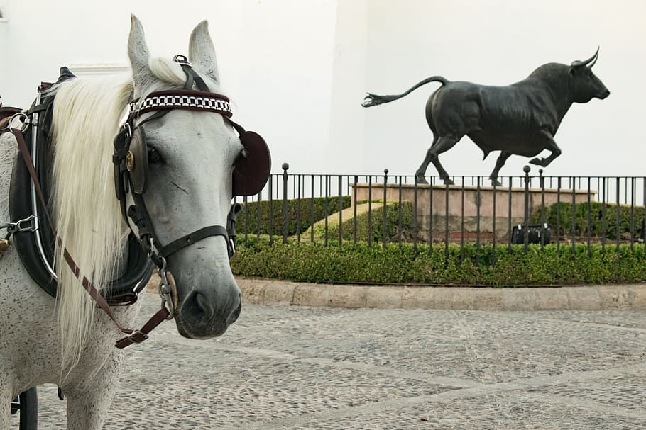 horse, toro, round, malaga, andalusia, spain, park, sculpture, HD wallpaper