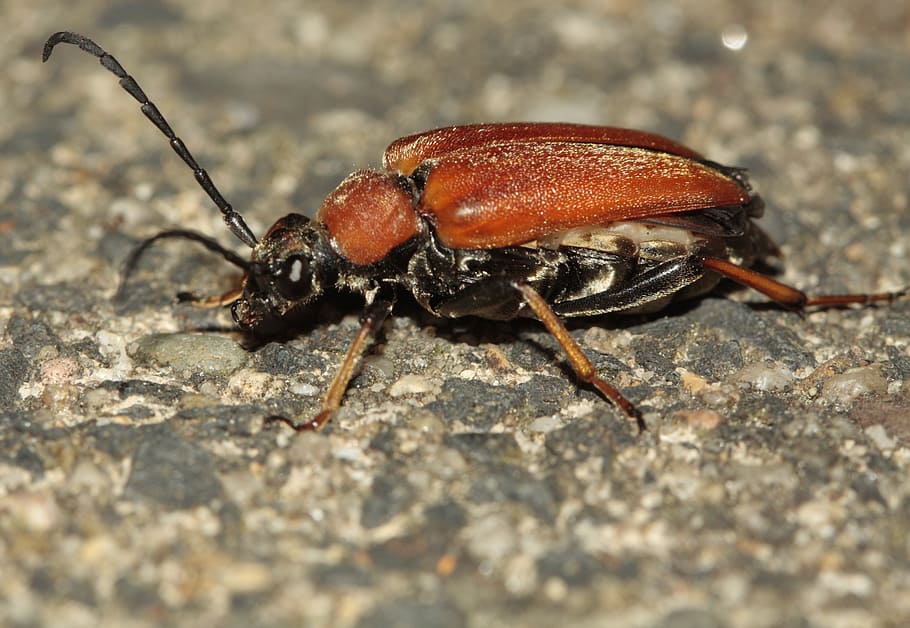beetle, probe, insect, nature, crawl, close, macro, iridescent HD wallpaper