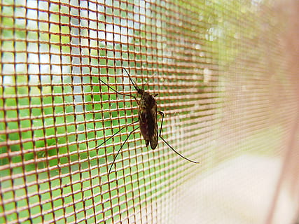 close-up photo of brown mosquito, Mosquito, Bug, Insect, Pest HD wallpaper