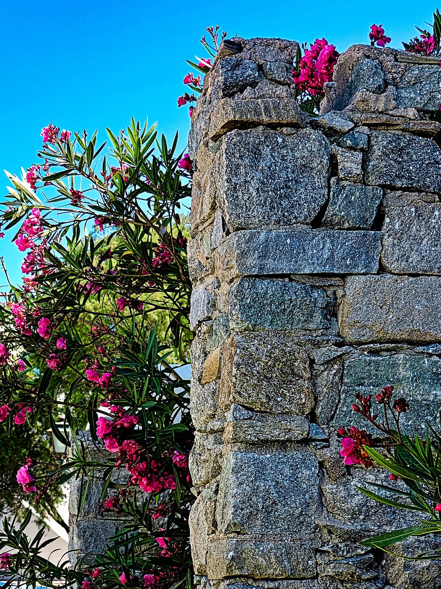 stone, flower, plant, tree, nature, architecture, no people HD wallpaper