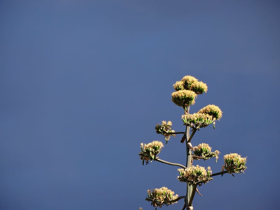 plant, blue sky, thunderstorm light, flower, flowering plant HD wallpaper