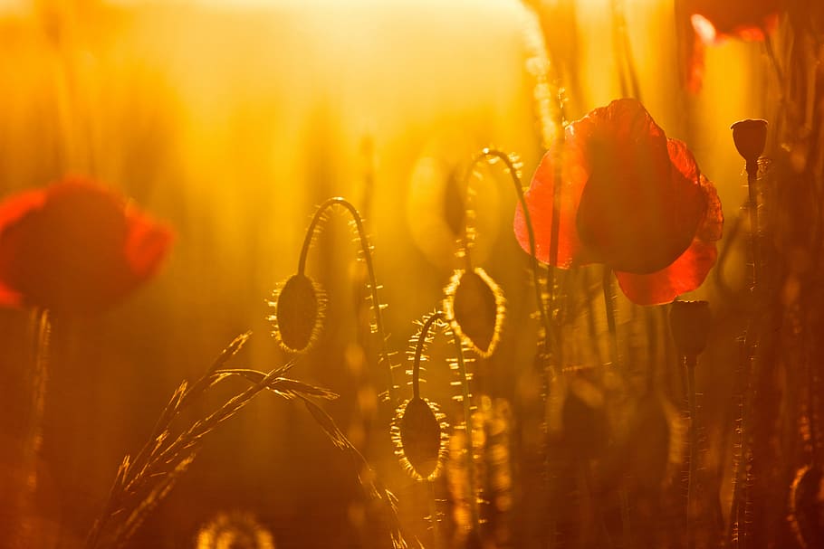 selective focus photography of red Poppy flowers and Poppy pod with sunlight HD wallpaper