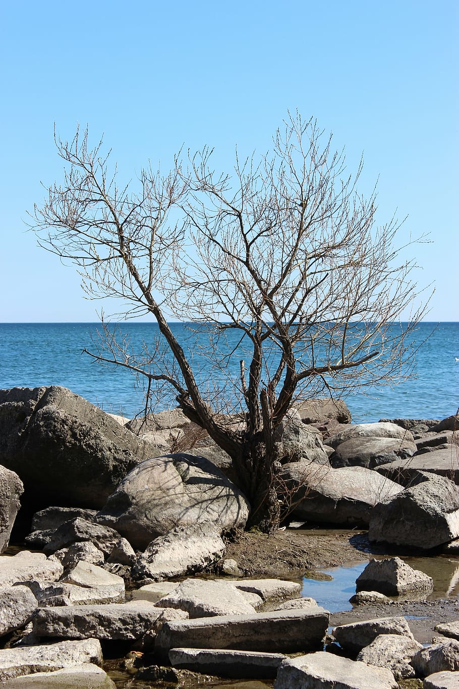 tree, water, lake, rocks, shore, sky, blue, nature, plant, outdoor HD wallpaper
