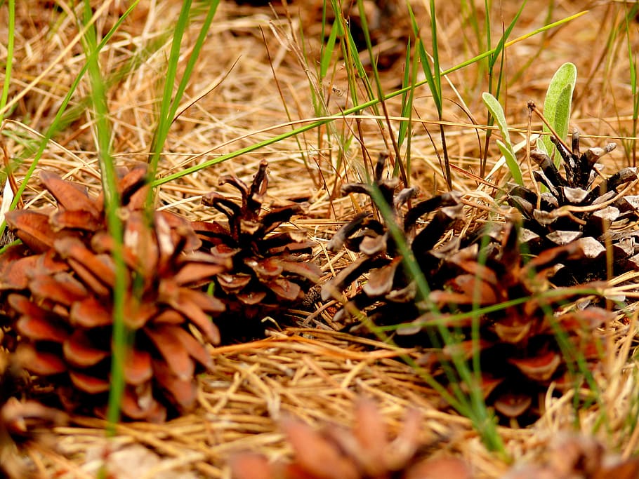 Tann, Release, Close, Forest, Tap, tann release, nature, close-up HD wallpaper