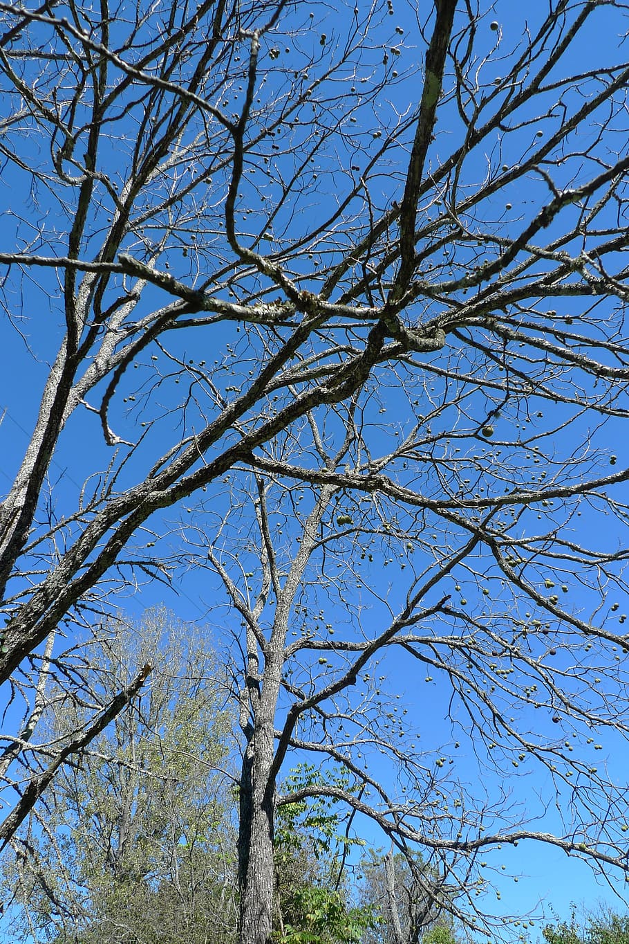 tree, walnut, nature, plant, branch, natural, farm, fall, sky HD wallpaper