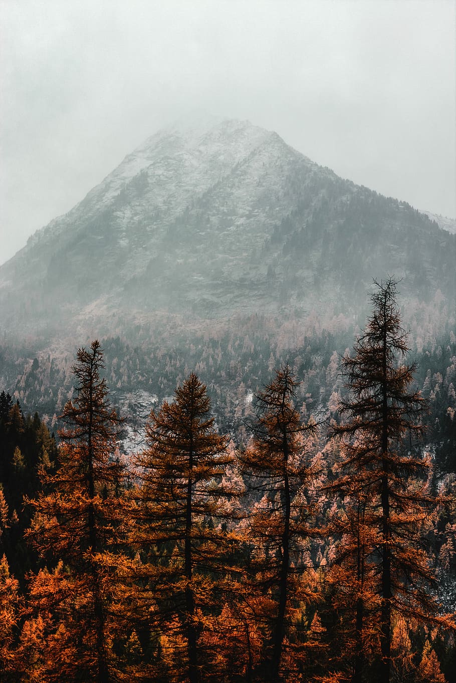 brown pine trees near mountain covered with fog, pine tree near mountain alps HD wallpaper