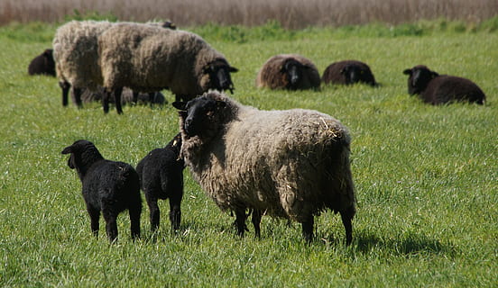 sheep, pasture, wool, black, black sheep, race, livestock, animal world HD wallpaper