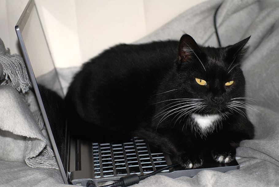 black tuxedo cat lying on black laptop computer, black cat, work