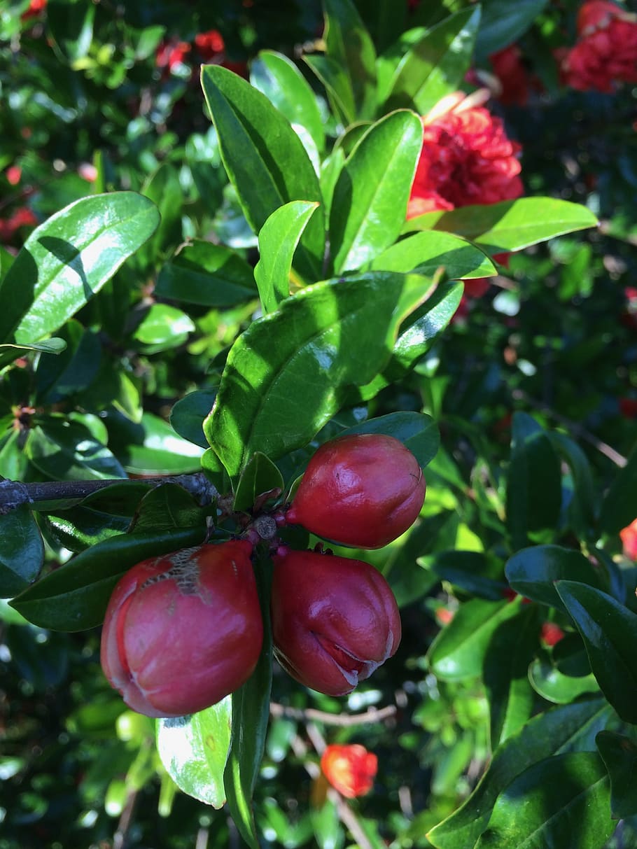 sheet, fruit, nature, plant, leaf, food and drink, growth, plant part HD wallpaper