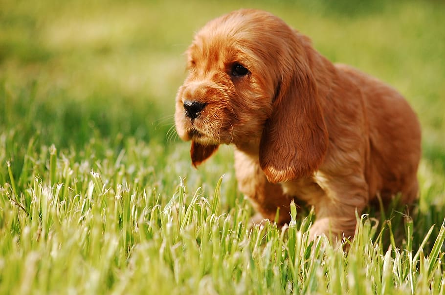 puppy on grass, Dog, Gold, doggy, cocker spaniel english, coker, HD wallpaper