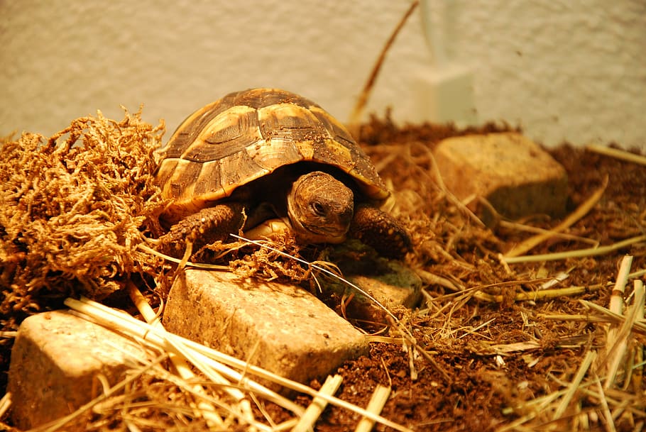 turtle, water creature, animals, tortoise shell, reptile, animal themes HD wallpaper