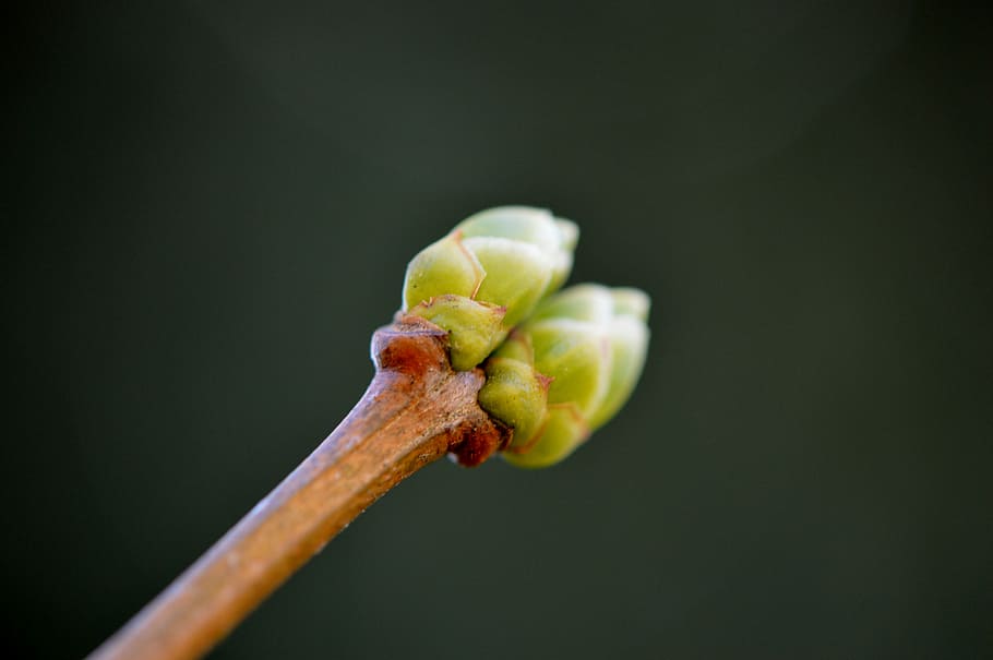 Bud, Plant, Nature, Spring, Close, close-up, macro, green Color HD wallpaper