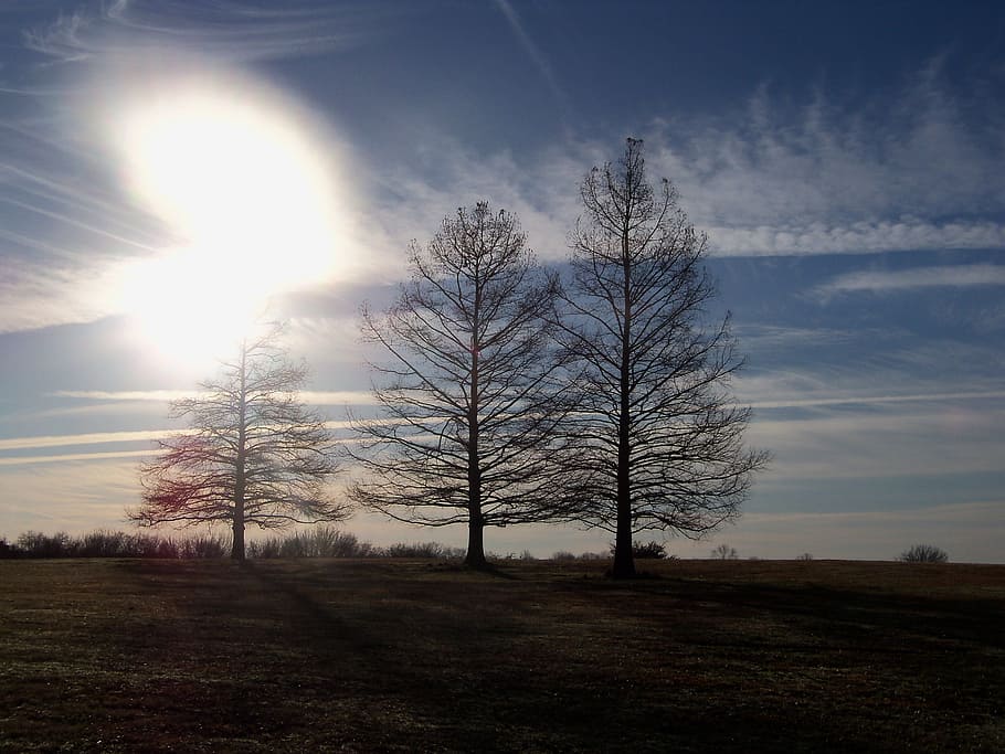 Trees, Branches, Sun, Nature, sky, landscape, bare, autumn HD wallpaper