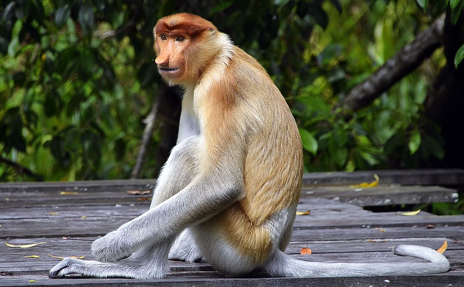 proboscis, big, nosed, sabah, monkey, nature, wood, primate, HD wallpaper