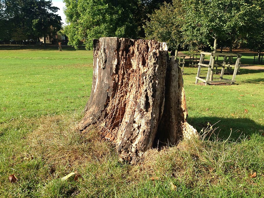 stump, trunk, tree, plant, grass, land, field, green color HD wallpaper