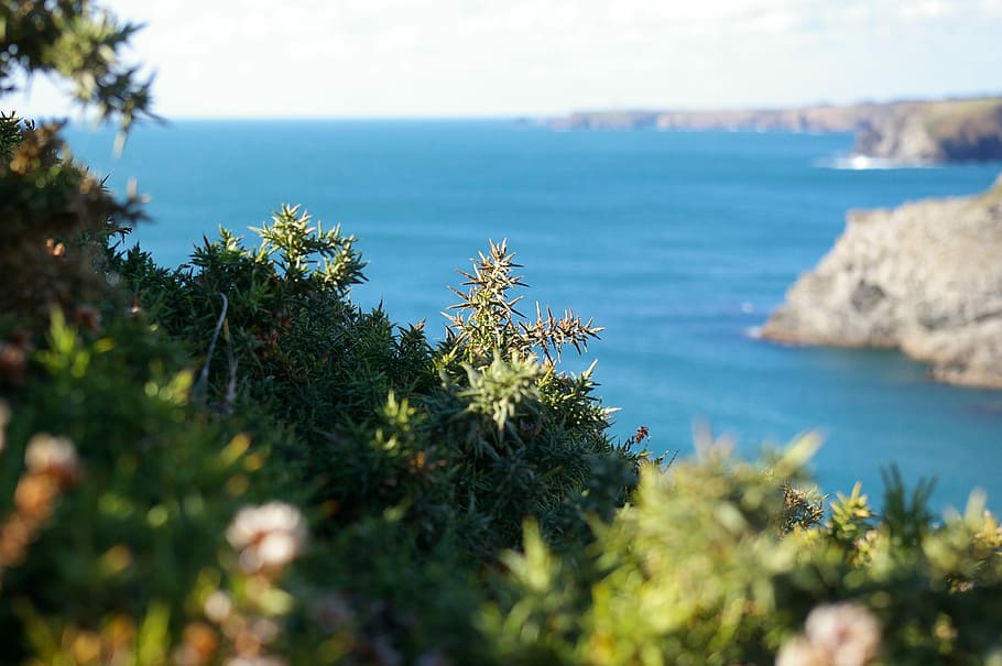 Gorse, Sea, Brittany, nature, water, tranquility, scenics, tranquil scene HD wallpaper