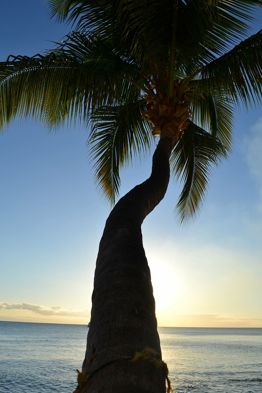 nature, sunset, coconut, tree, sea, seaside, sky, beach, palm Tree HD wallpaper