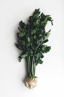 Wonderful healthy celery, vegetables, white background, food HD wallpaper