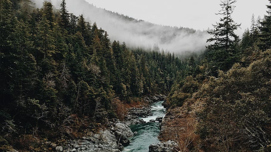 river between trees, river in forest, stream, fog, mountain, canyon HD wallpaper