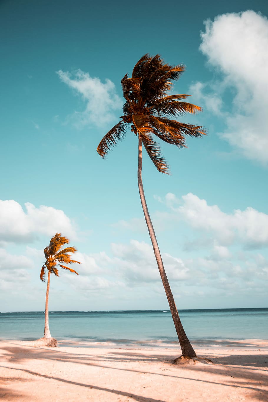two coconut palm trees near shore under white clouds during daytime, two palm tree on seashore during daytime HD wallpaper