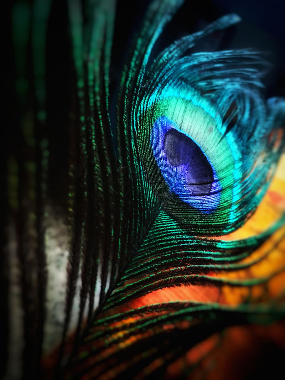 HD wallpaper: Green and Blue Peacock Feather, beautiful, bird ...