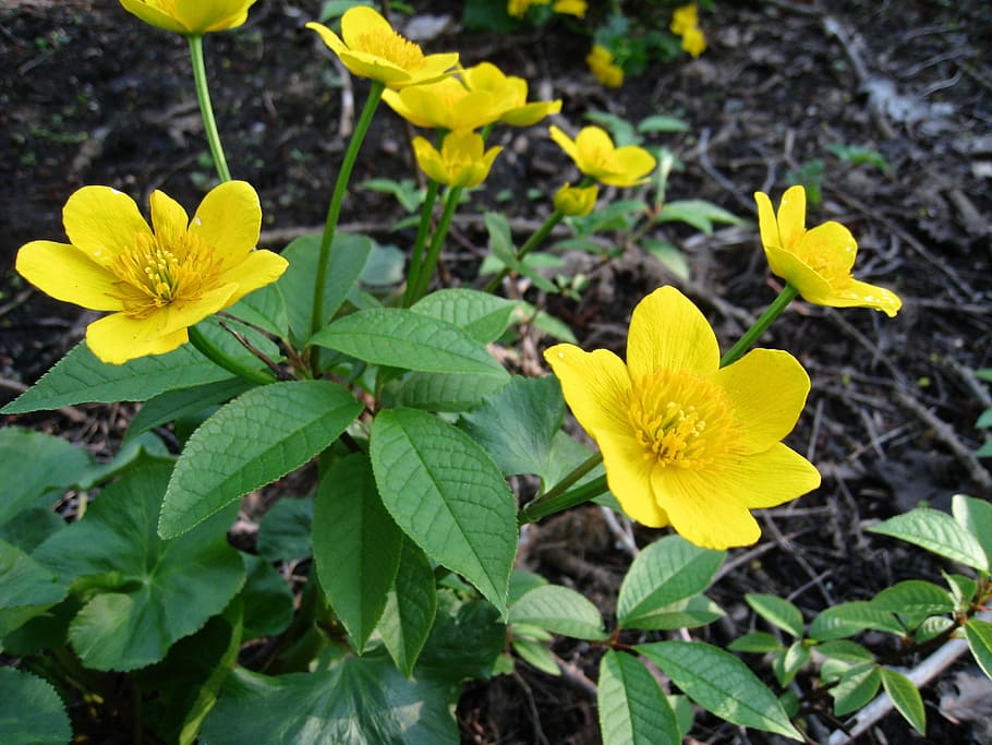 kabbeleka, flowers, yellow, leaf, summer, flowering plant, growth HD wallpaper
