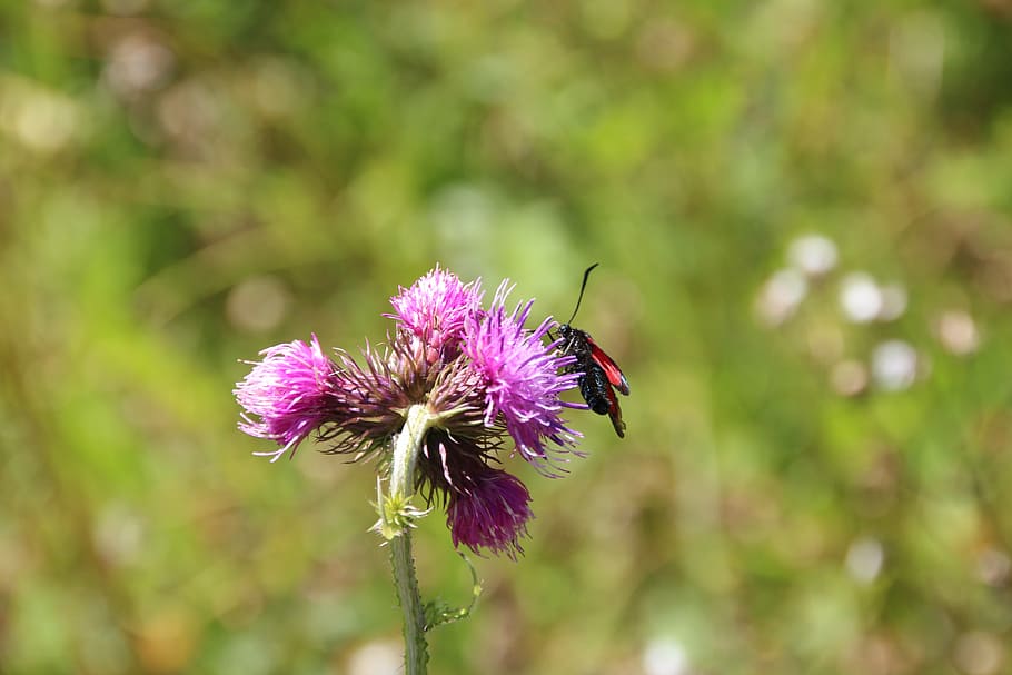 insect, flower, meadow, macro, flowering plant, fragility, vulnerability HD wallpaper