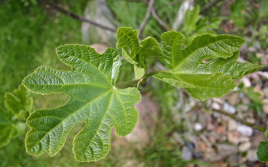 nature, leaf, fig leaf, leaves, green, plant, of course, close HD wallpaper