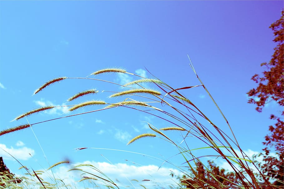 sunshine, plants, blue, sky, low angle view, growth, nature HD wallpaper