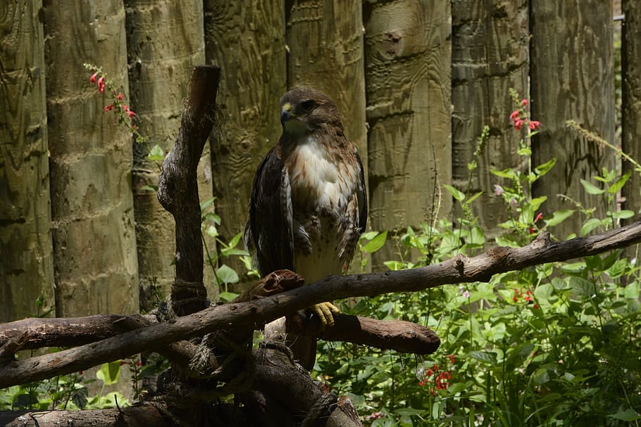 red tailed hawk, bird, nature, raptor, red-tailed, perched HD wallpaper