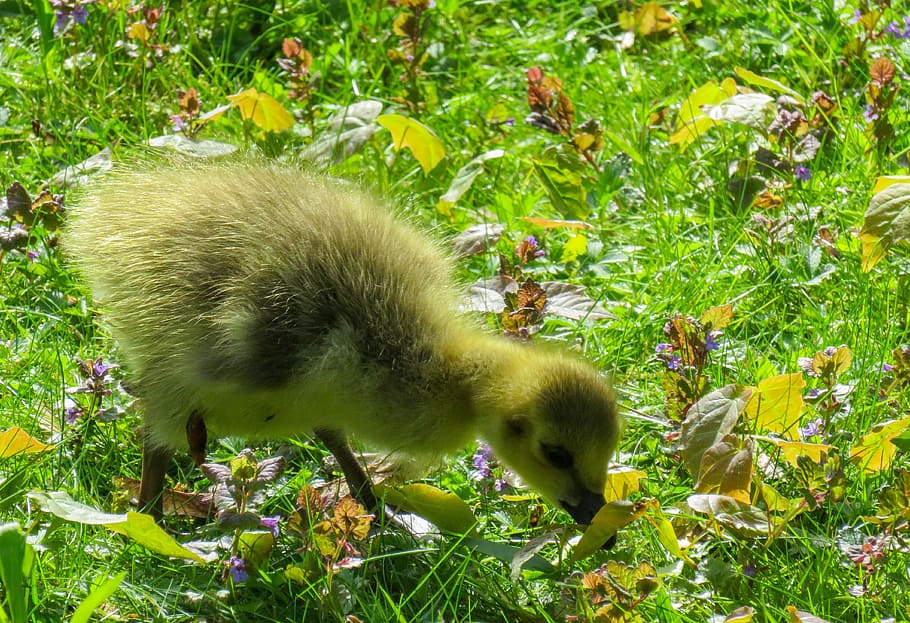 HD wallpaper: Animals, Chicks, Goose, Young, young goose, goslings ...