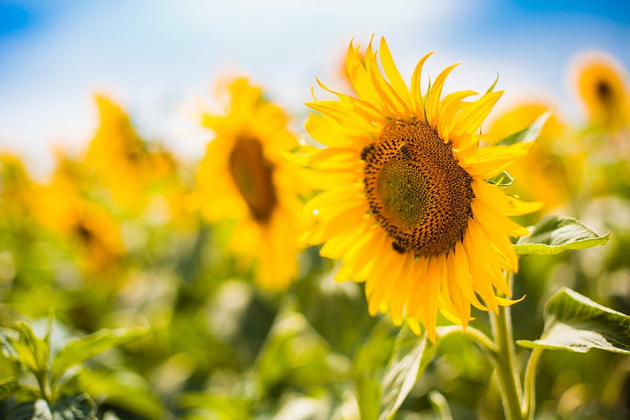 Bees Working on a Big Colorful Sunflower, bumblebee, farm, field HD wallpaper