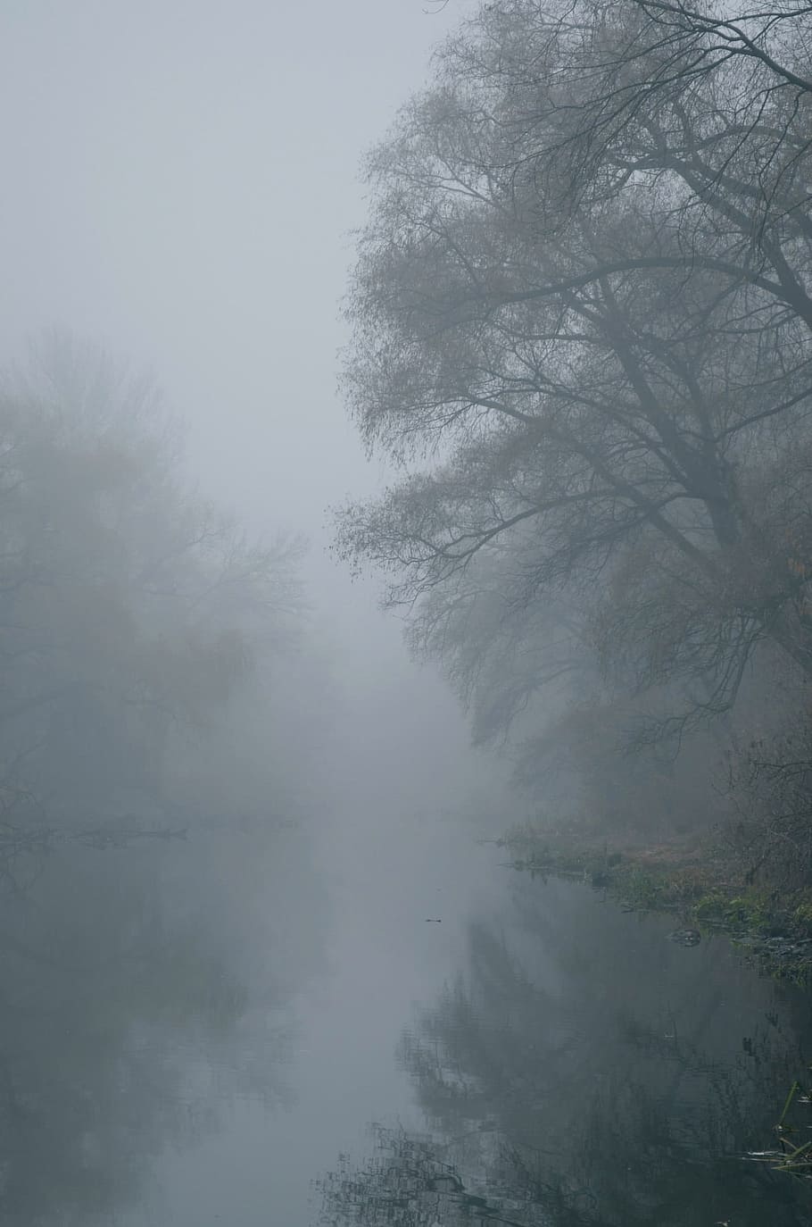 Fog, River, Trees, Vista, Haze, Water, morning, beach, nature HD wallpaper