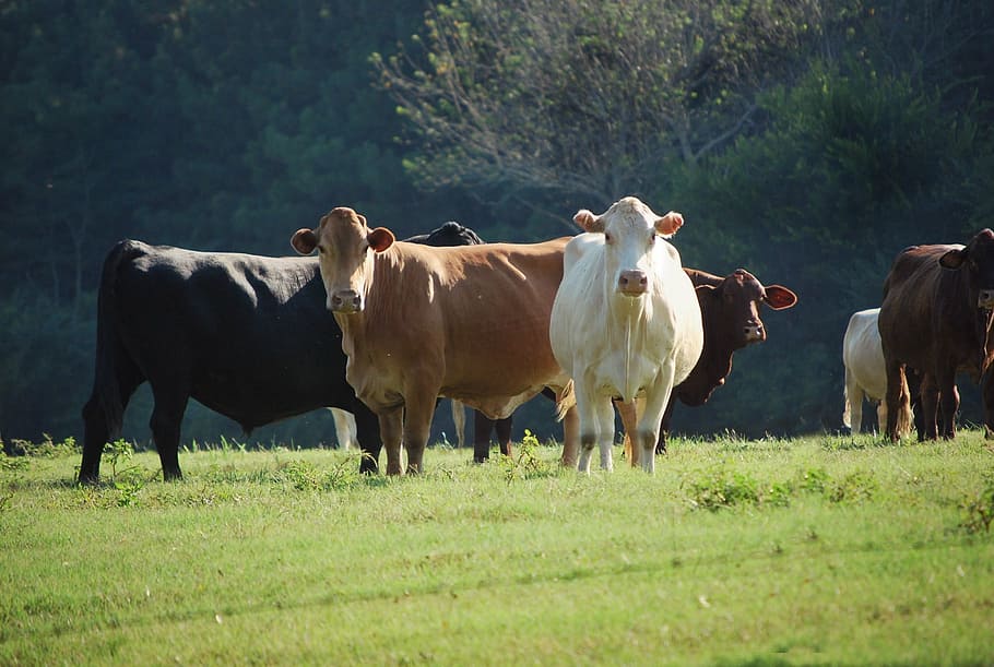 photo of cattle of cows, animals, nature, farm, agriculture, farming