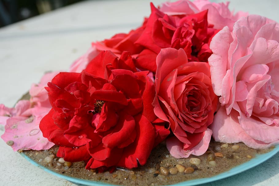 rose, flowers decorations, background, flowering plant, beauty in nature HD wallpaper