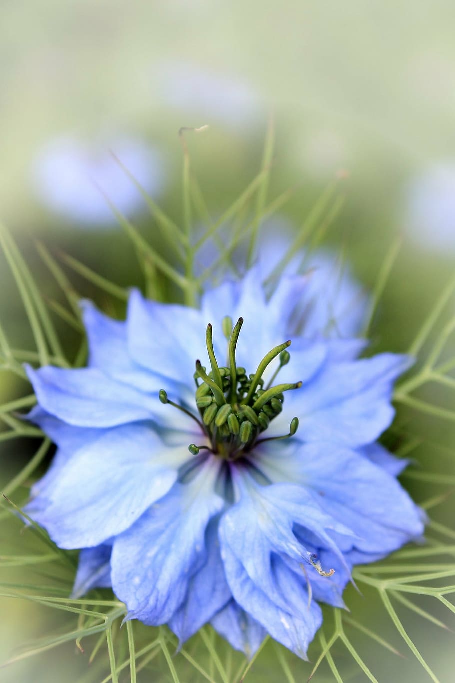 flower, blue, macro, flowering plant, beauty in nature, vulnerability HD wallpaper