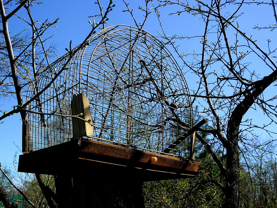 cage, tree, cherry, an empty, garden, plant, sky, architecture HD wallpaper