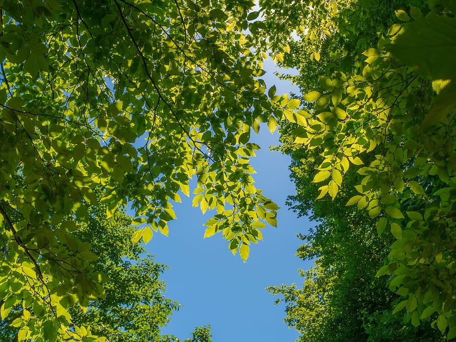 leaves, branches, tree, green, plant, green color, growth, no people HD wallpaper