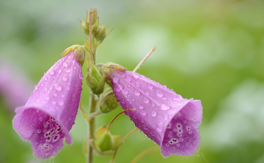 close-up photography of purple flower buds at daytime, plant