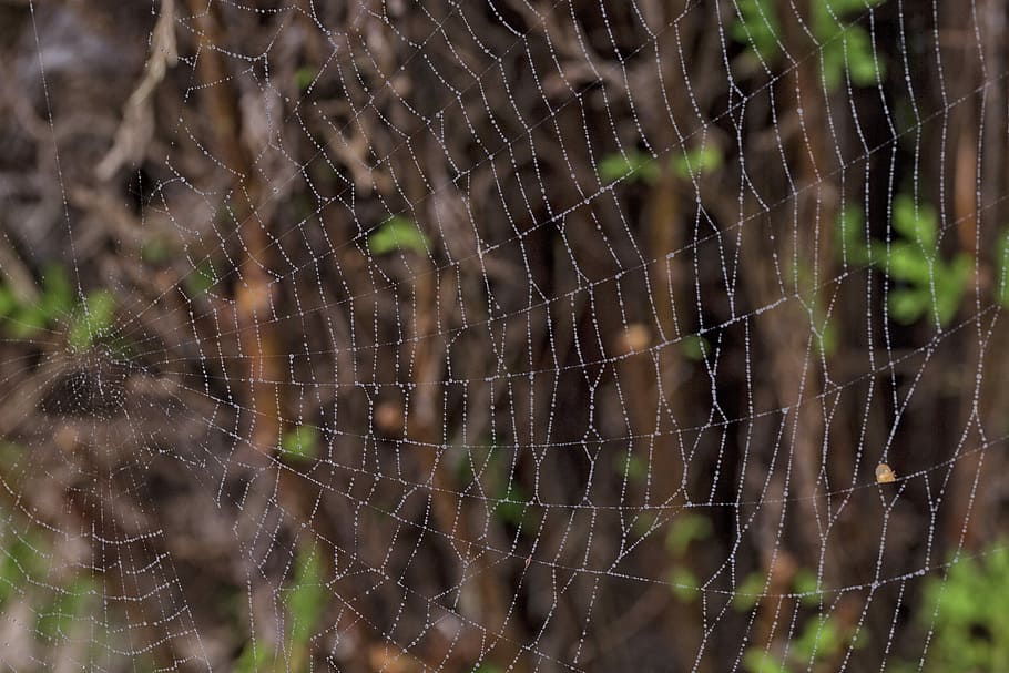 Macro, Cobweb, Nature, Network, Garden, silk thread, macro photo HD wallpaper