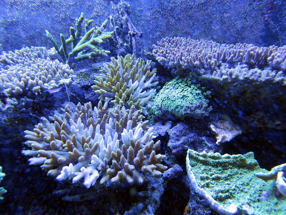 underwater view of seabed, coral, coral reef, underwater creatures, HD wallpaper
