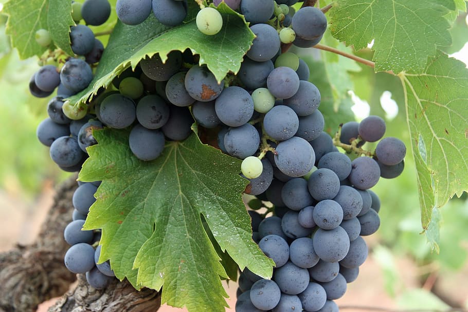 grapes, black, fruit, vineyard, agriculture, ripe, grapevine HD wallpaper