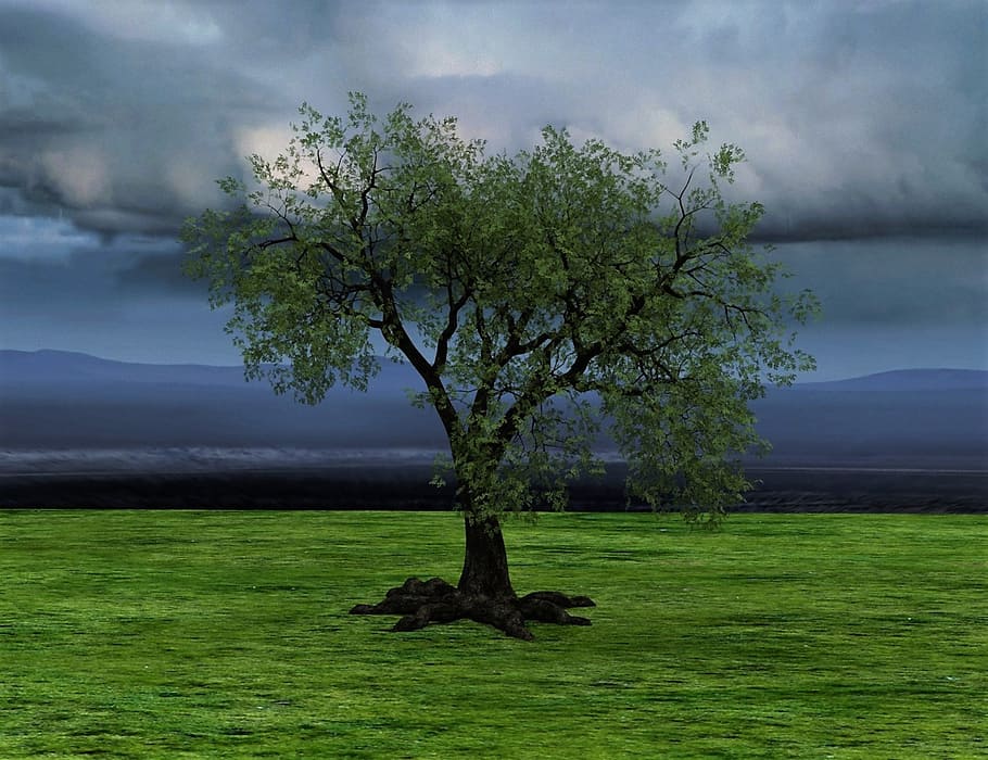 photo of green leafed tree under dark sky, nature, clouds, rush HD wallpaper