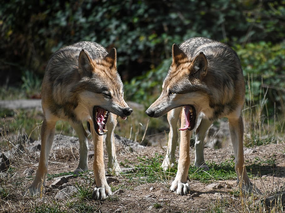 two brown-and-black coyotes, wolf, mounting, predator, animal HD wallpaper