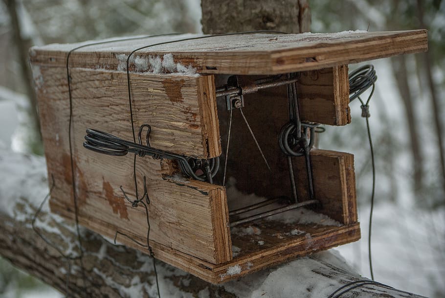 hunting, trap, trapper, game, forest, wood - material, focus on foreground