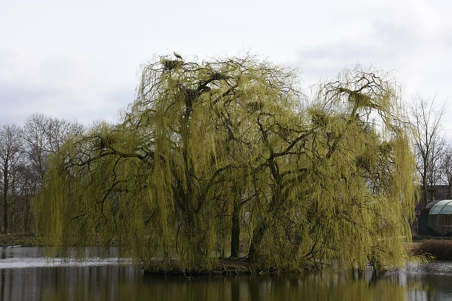 green tree surrounded by water, landscape, nature, weeping willow HD wallpaper