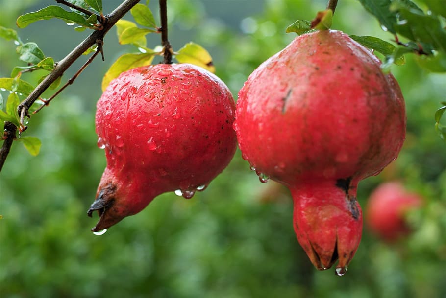 fruit-pomegranate-estrogen-nature.jpg